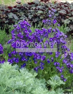 Anchusa Loddon Royalist (azurea) | 100 pce