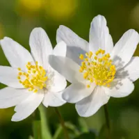 Anemones Fall