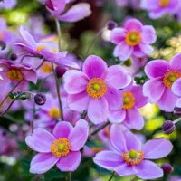 Anemones