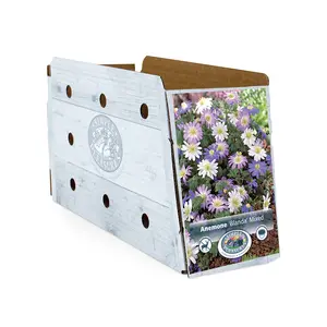 Anemone Blanda Mixed | Cappers 15 x 20 - image 2