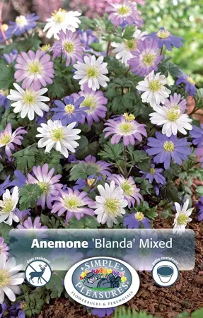 Anemone Blanda Mixed | Cappers 15 x 20 - image 1