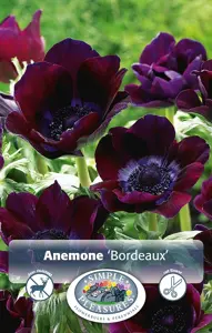 Anemone Coronaria Bordeaux | Cappers 10 x 20