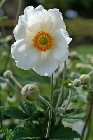 Anemone Honorine Jobert | 25 pce