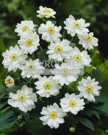 Anemone Whirlwind | 25 pce