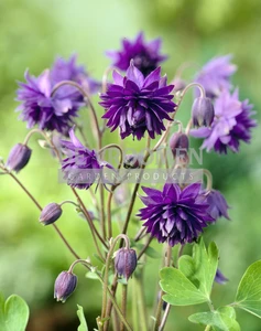 Aquilegia Blue Barlow | 25 pce