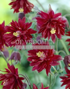 Aquilegia Ruby Port | 25 pce
