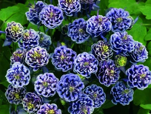 Aquilegia Winky Blue and White | 25 pce