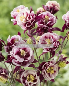Aquilegia Winky Red and White | 25 pce
