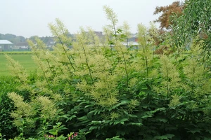 Aruncus Dioicus | 150 pce