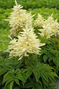 Aruncus Sparkles | 25 pce