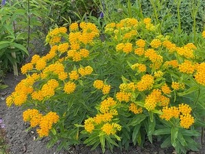 Asclepias Hello Yellow | 25 pce