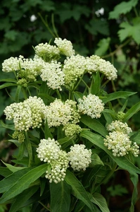 Asclepias Ice Ballet | 25 pce