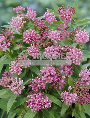 Asclepias Soulmate | 350 pce
