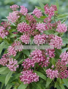 Asclepias Soulmate | 25 pce