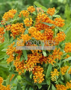 Asclepias Tuberosa | 25 pce