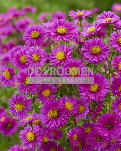 Aster Jenny | 25 pce