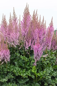 Astilbe Black Pearls PBR | 125 pce