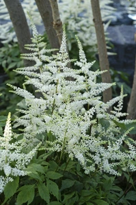 Astilbe Bridal Veil | 125 pce