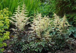 Astilbe Cappuccino PBR | 125 pce