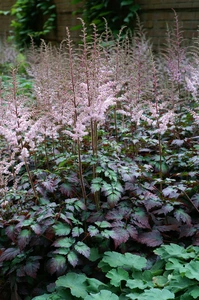 Astilbe Color Flash PBR | 125 pce