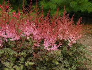 Astilbe Delft Lace PBR | 125 pce