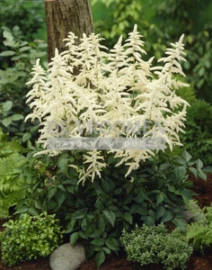 Astilbe Deutschland | 125 pce