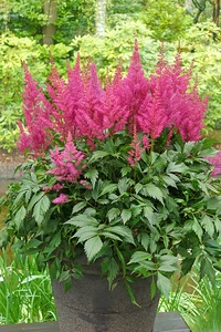 Astilbe Elisabeth van Veen | 125 pce