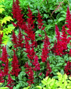 Astilbe Fanal | 125 pce
