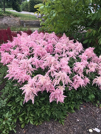 Astilbe Fireworks Pink PBR | 25 pce