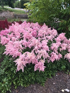 Astilbe Fireworks Pink PBR | 125 pce