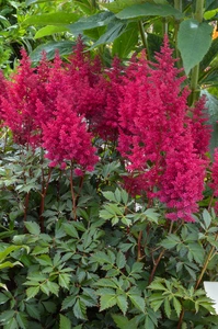 Astilbe Go-Go Red | 125 pce