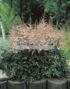 Astilbe Hennie Graafland | 125 pce
