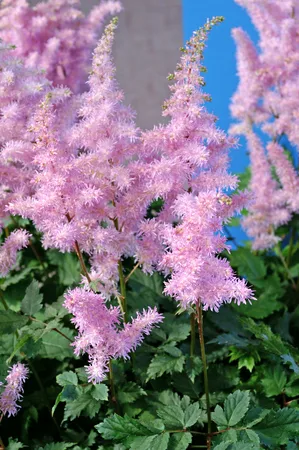 Astilbe Ice Cream PBR | 25 pce