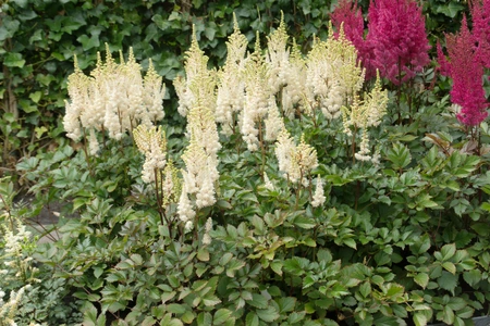 Astilbe Lowland White PBR | 25 pce