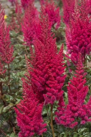 Astilbe Lowlands Ruby Red PBR | 25 pce
