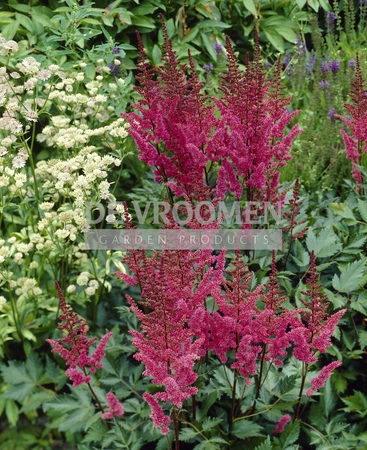 Astilbe Maggie Daley | 125 pce