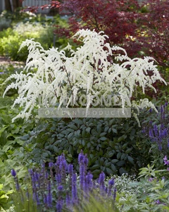 Astilbe Moccachino | 125 pce