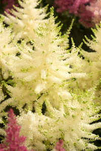 Astilbe Mojito PBR | 25 pce