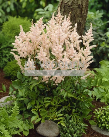 Astilbe Peach Blossom | 25 pce