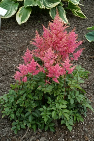 Astilbe Rheinland | 25 pce
