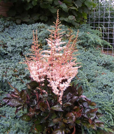Astilbe Spotlight | 25 pce