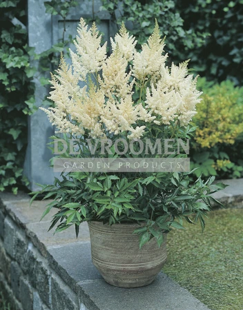Astilbe Visions in White PBR | 25 pce