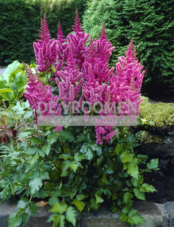 Astilbe Visions PBR | 25 pce
