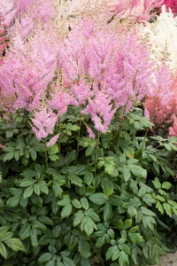 Astilbe Washington in Pink NEW | 25 pcs