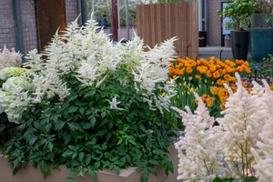Astilbe Washington NEW | 25 pcs