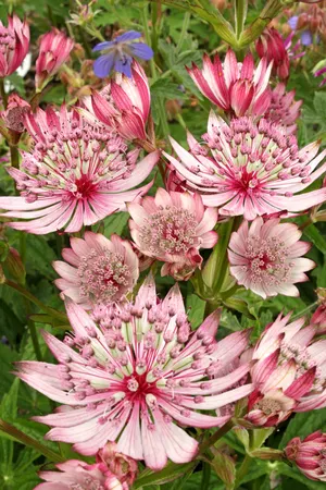 Astrantia Sparkling Stars Pink PBR | 250 pce