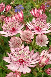 Astrantia Sparkling Stars Pink PBR | 25 pce
