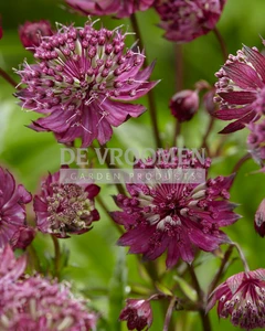 Astrantia Sparkling Stars Red | 25 pce