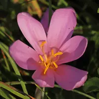 Autumn Flowering Bulbs