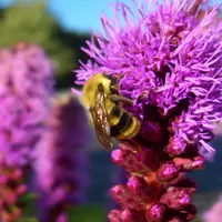 Bees and Butterflies